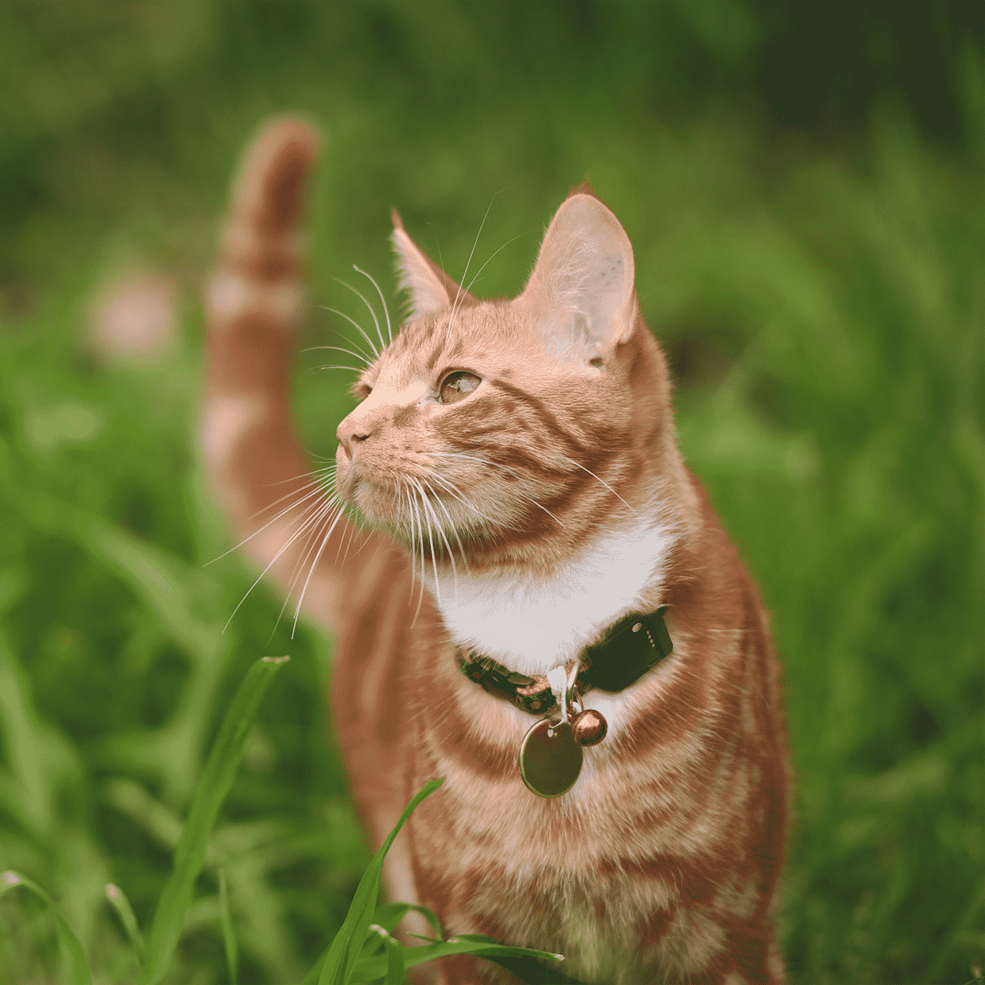 Ejendommelige Isaac Høring Tail it Pet - Verdens mindste Pet tracker med globalt sortiment!