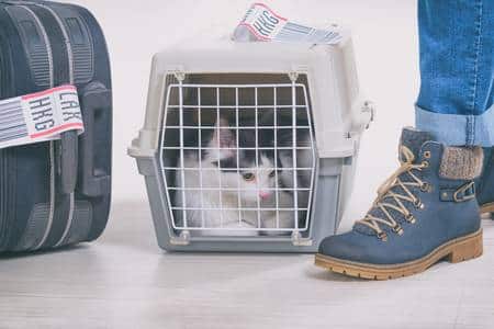 Cat cage image when traveling