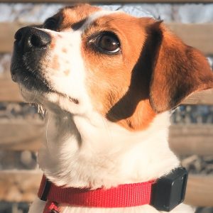 Hund Tracker! Der kleinste Hundetracker der Welt mit "Live-Tracking"
