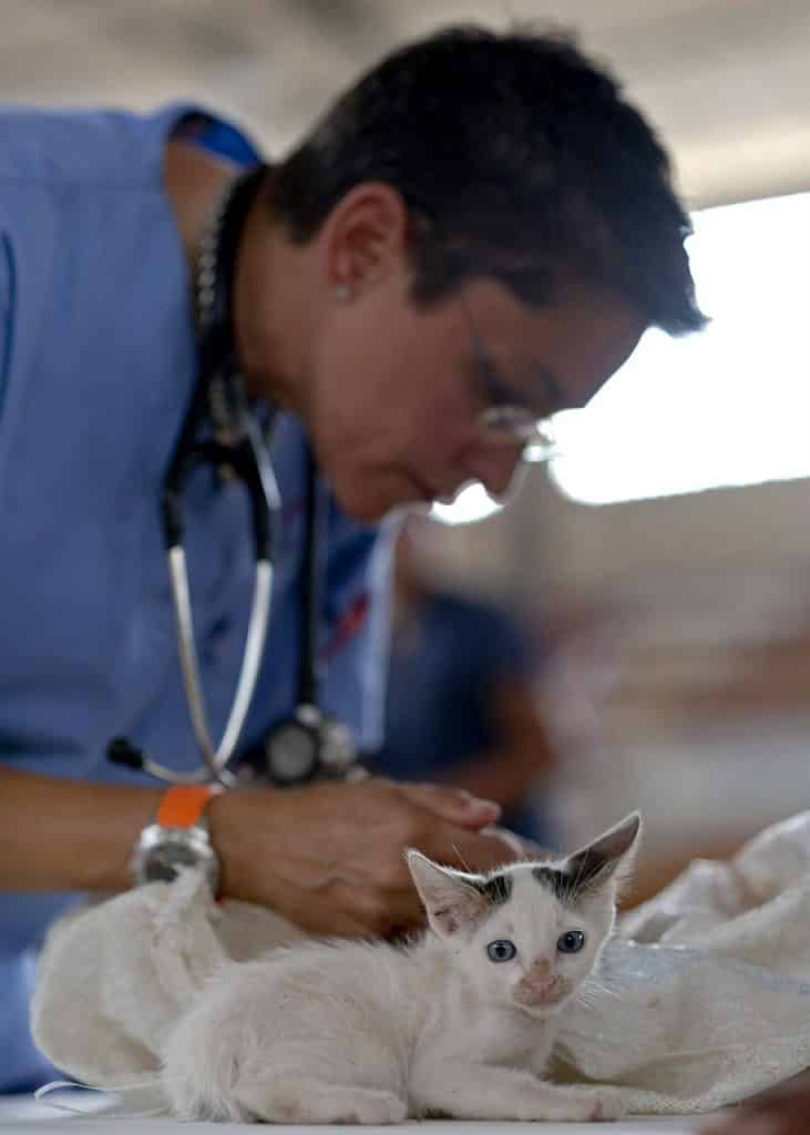 esterilización de gatos
