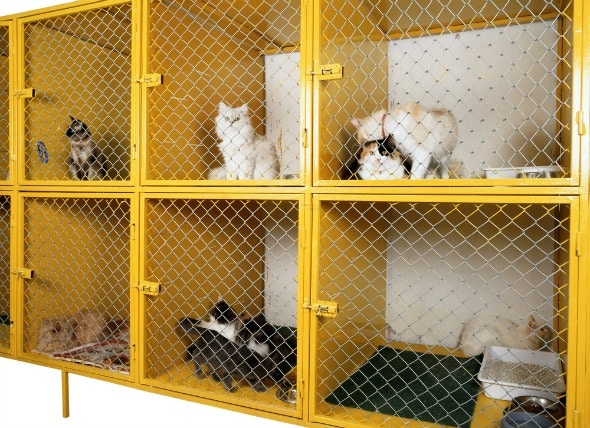Et Kattehotell, katter i bur
